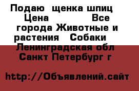 Подаю. щенка шпиц  › Цена ­ 27 000 - Все города Животные и растения » Собаки   . Ленинградская обл.,Санкт-Петербург г.